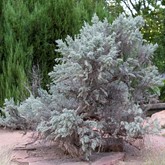 Western Sagebrush